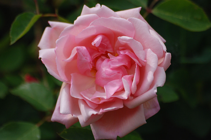 rose, flower, bloom, pink, petals, plant, beautiful