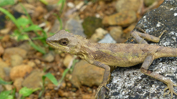 lizard, reptile, taiwan