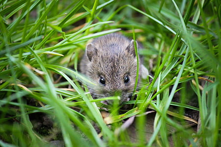 mouse, binatang kecil, Taman, kecil, hewan, Manis, rumah