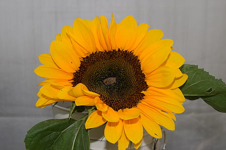 Sonnenblume, Blume, Natur, Floral, gelb, Sommer, natürliche