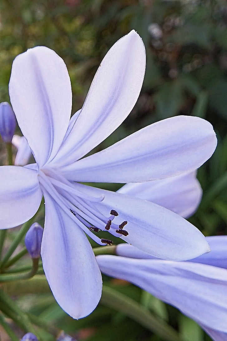 agapanthus, 블루 꽃, 꽃, 블 룸, 블루, 꽃, 정원