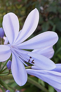 Agapanthus, flor azul, flor, floración, azul, flor, jardín