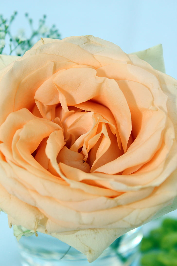 Rosa, taronja, decoració de taula, arranjament floral, flors