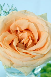 Троянда, помаранчевий, стіл прикраса, квіткова композиція, квіти
