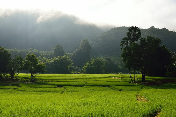 ρύζι βεράντα, ρύζι, βουνά, πράσινο, Ασία, φύση, βουνό