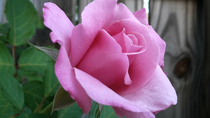rose, pink, wood fence background, nature, petal, plant, flower