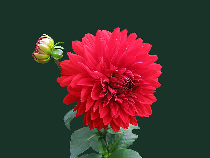 dahlia, red, blossom, bloom, isolated, flower