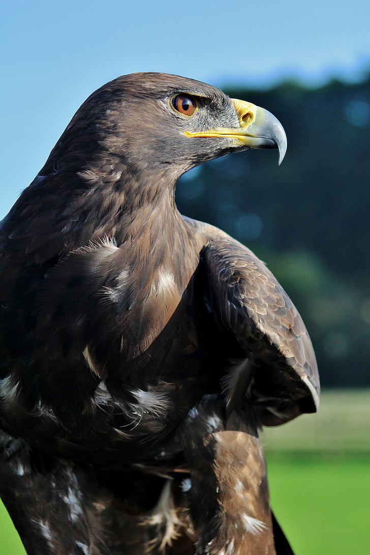 Àguila, preses, ocell, un animal, vida animal silvestre, temes d'animals, animals en estat salvatge