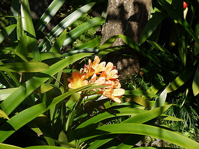 Blume, Madeira, Blumeninsel im Atlantik, Portugal, Botanik, Blätter