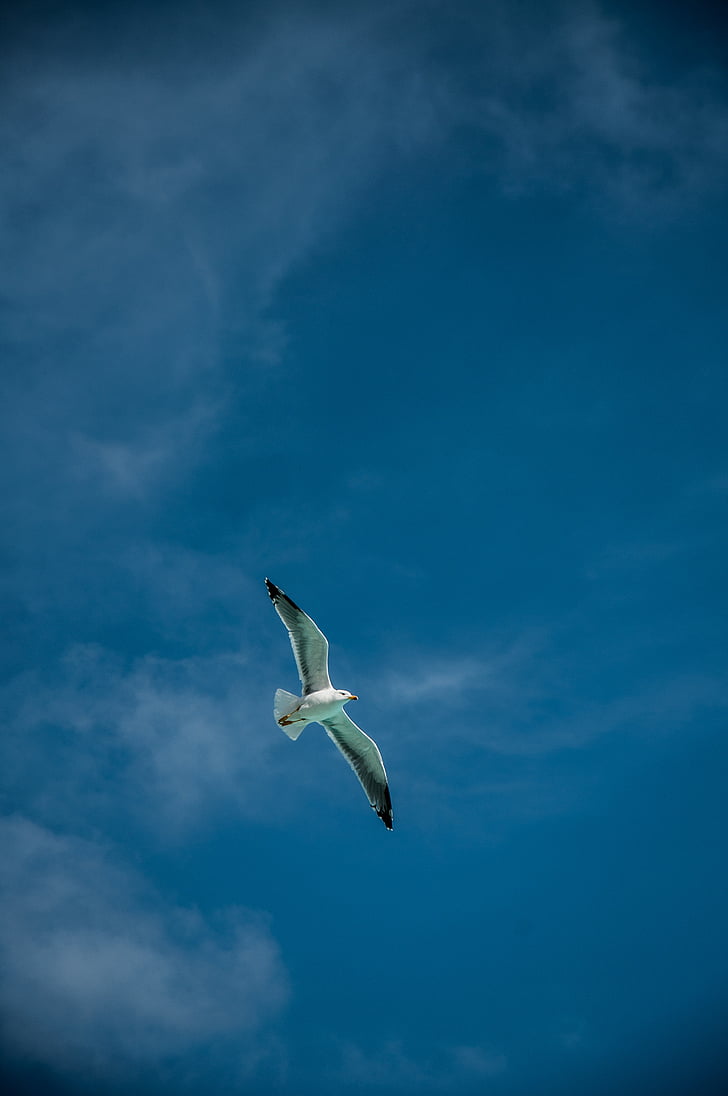clouds, blue, gabiota, bird, seagull, sky