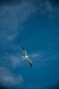 nubes, azul, gabiota, pájaro, Seagull, cielo