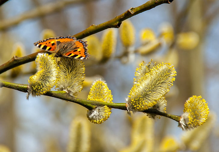 butterfly, pussy willow, spring, summer, blossom, bloom, nature