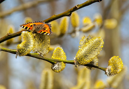 Schmetterling, Pussy willow, Frühling, Sommer, Blüte, Bloom, Natur
