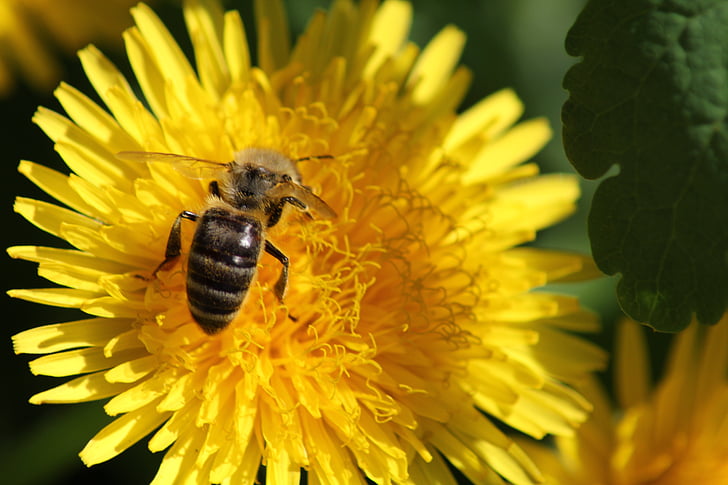 dandelion, flower, spring, summer, yellow, bee, insect