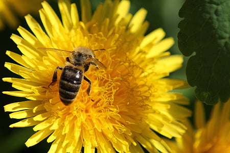 Pampeliška, květ, jaro, léto, žlutá, včela, hmyz