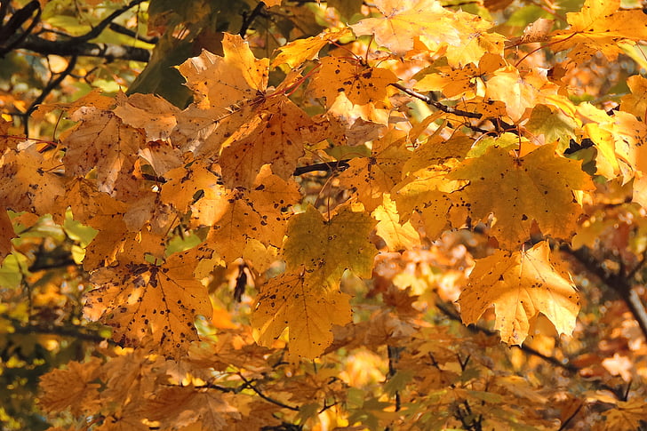 lapai, rudenį lapija, rudens spalvos, Auksinis ruduo, rudenį, rudens lapų, rudens šviesa