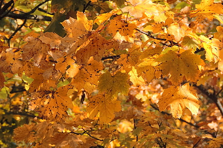 pozostawia, Spadek liści, spadek koloru, Złota Jesień, jesień, jesienny liść, jesieni światło