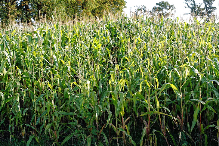 kukuričnom poli, kukurica, pole, pestovanie, poľnohospodárstvo, úroda, kukurica rastliny