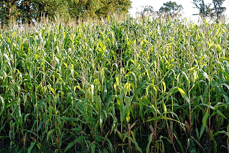 Cornfield, maïs, veld, teelt, landbouw, oogst, maïs planten