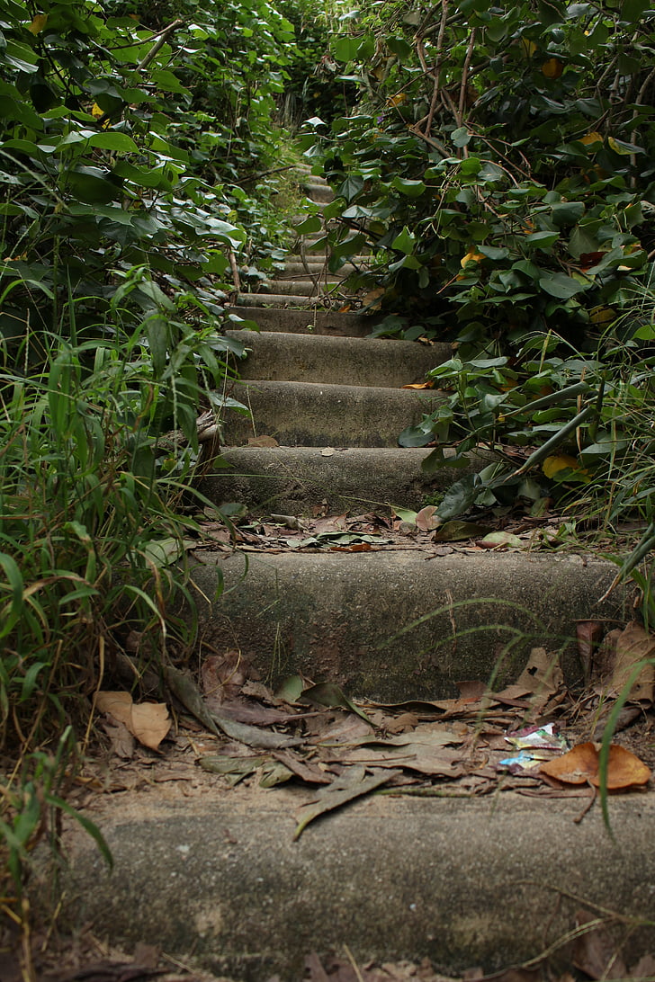 stepenice, Divlji život, vegetacije, stabla, hoda, drvo, grane