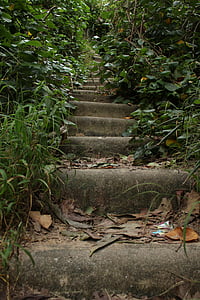 schodiště, divoký život, vegetace, stromy, chůze, strom, pobočky