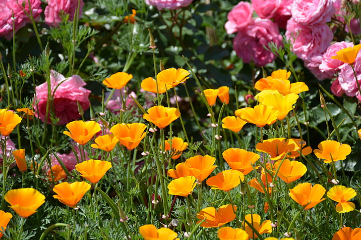цветочный сад, цветок апельсина., Калифорнийский мак, Природа, цветок, желтый, завод