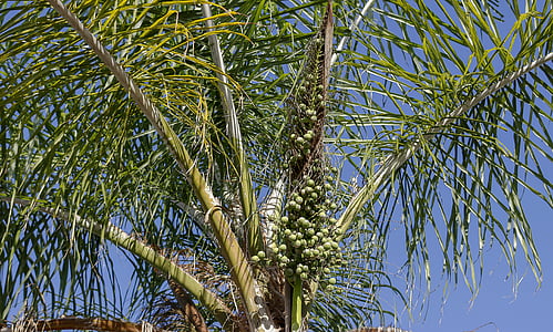 palm tree, fruits, tropical, plant