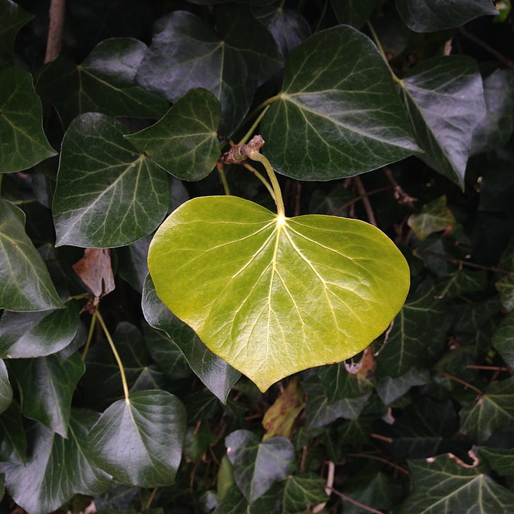 ivy, sheet, green, structure, nature, leaves, leaf