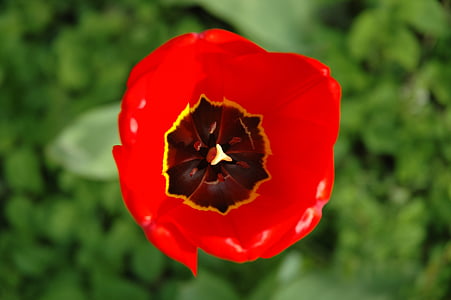 Tulipa, flor, flor, vermelho, jardim, planta, fechar