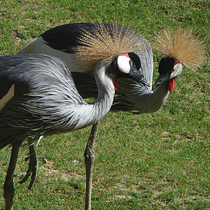 birds, cranes, grey, crowned, wildlife, zoo, nature