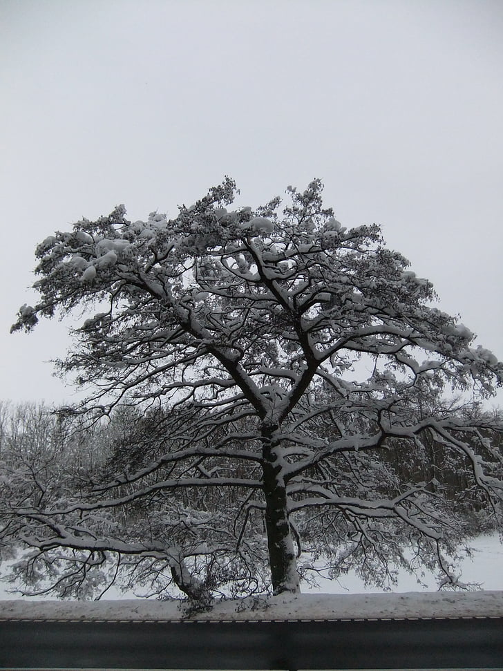 snö, vinter, vit, träd, Frost