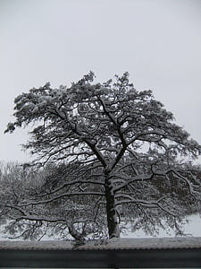 sniego, žiemą, balta, medis, nuo užšalimo