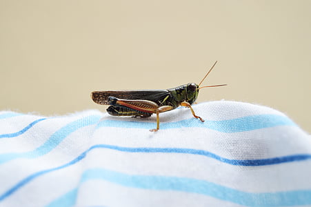 lubber, grasshopper, white, blue, stripe, textile, cricket