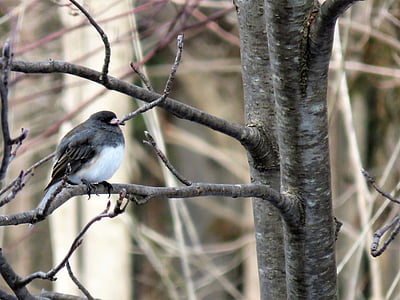 Junco, snowbird, очі темно, взимку, спостереження за птахами, Онтаріо, Канада