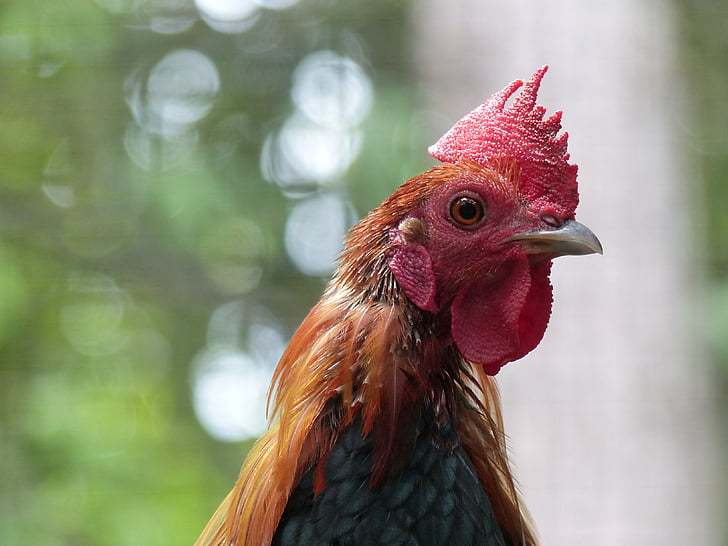 cock, birds, farm, bird, chicken - Bird, agriculture, animal