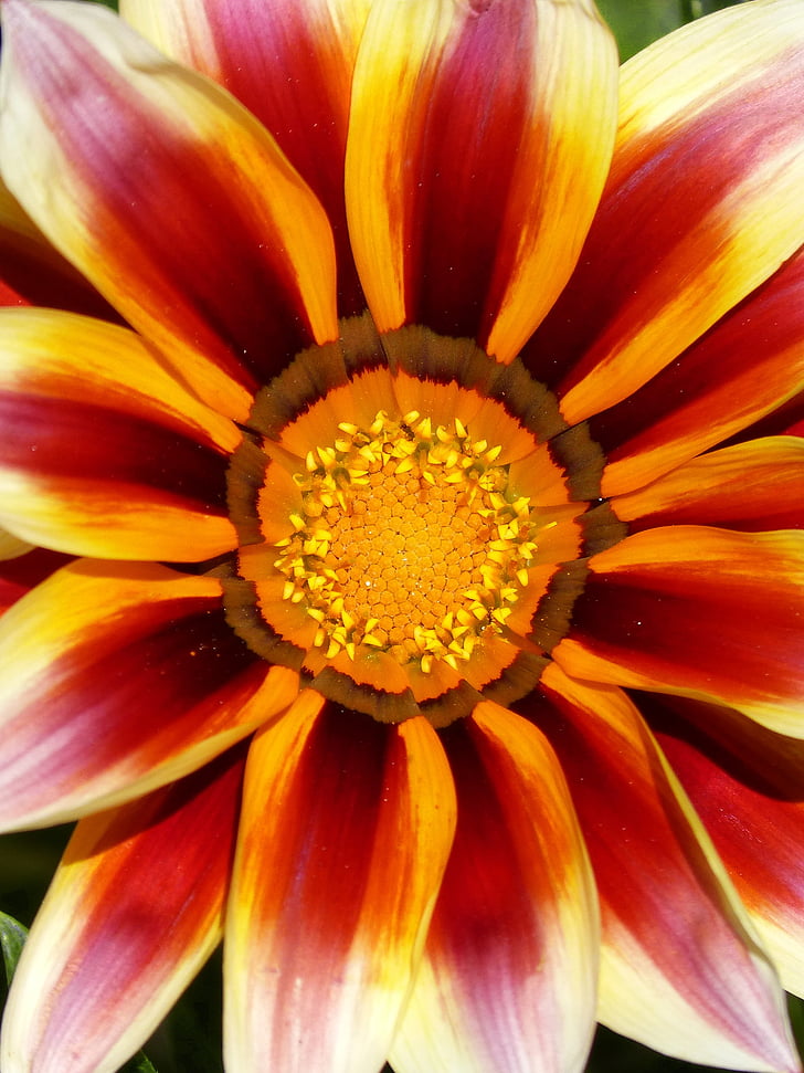 Blume, Farben, Detail, Pollen, Blütenblätter, Hintergrund, Natur