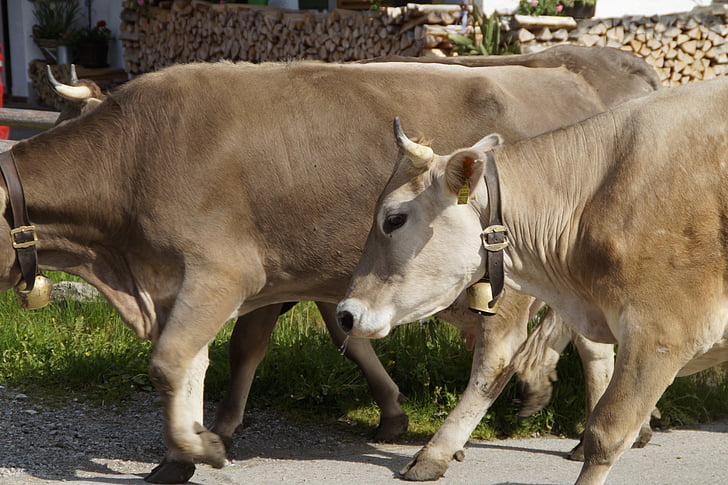 govis, saimniecības, dodas uz māju pusi, piena liellopi, govs, braukt mājās, Allgäu