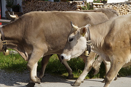 krave, farma, poruku vezana, mliječnih krava, krava, voziti kući, Allgäu