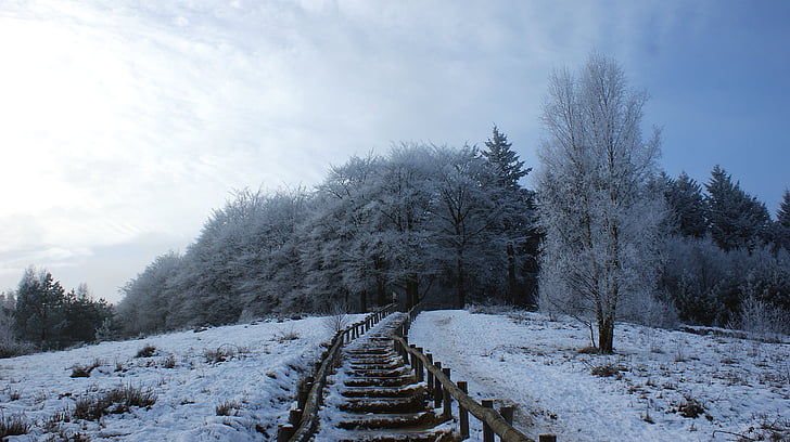foresta, alberi, paesaggio della neve, percorso a piedi, trappola, ghiaccio, neve