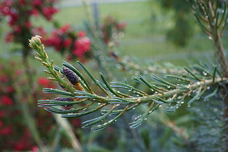Pine, gren, barrträd, nålar, grön, våt, regn