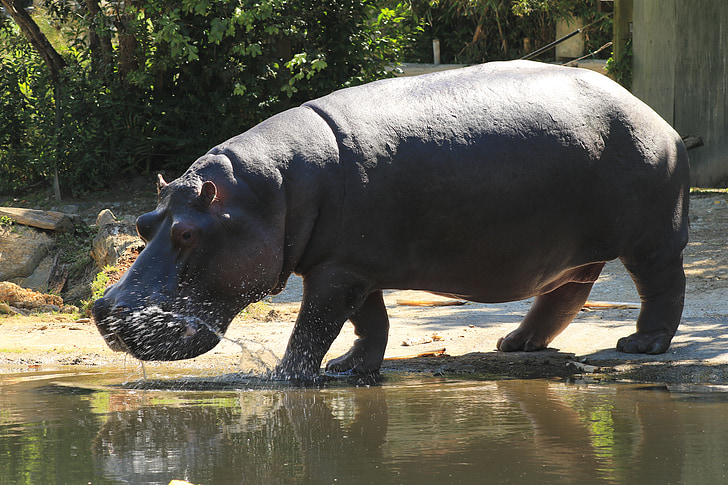 hippopotame, animal, sauvage, Zoo, africain, naturel, en plein air