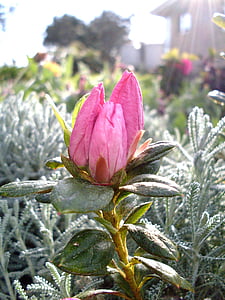 lila Blume, Azalee-Knospen, Knospen, Blumen, violett, Knospe, Blume