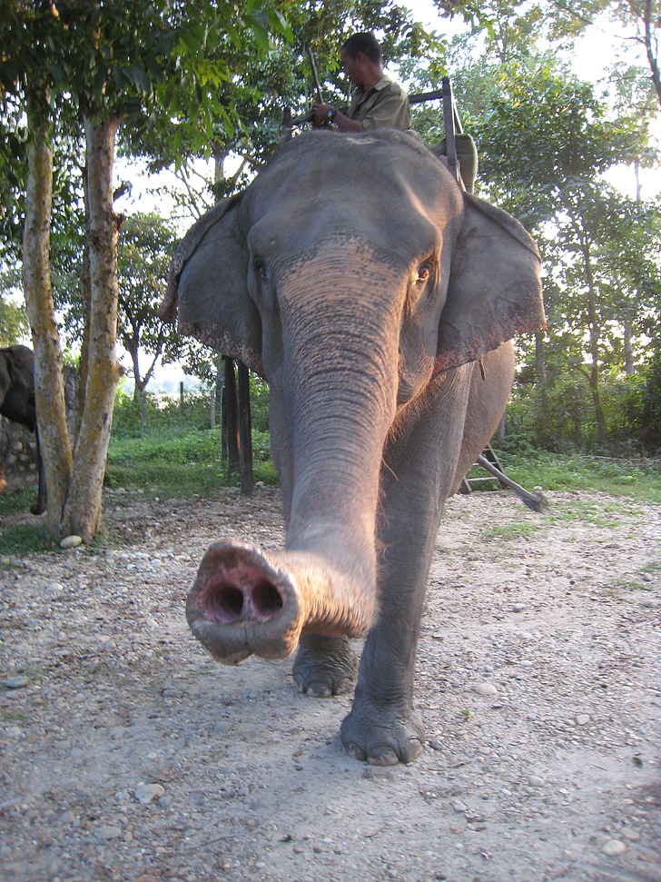 elefant, trunk, Asia, Nepal, TJOCKHUDING, däggdjur