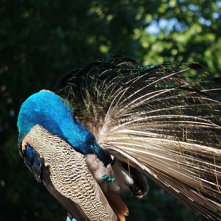 Pavo cristatus, Peacock, man, zelf reinigen, einde van de staart hieronder