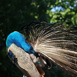 Pavo cristatus, Peacock, mies, puhdistaa itsensä, alla hännänpäässä