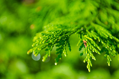 background, branch, coniferous, dew, drop, droplet, evergreen