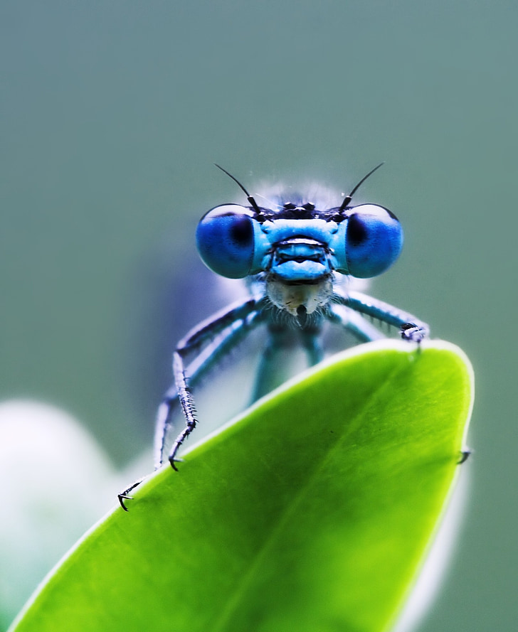 Dragonfly, verde, albastru, frunze, insectă, macro, închide