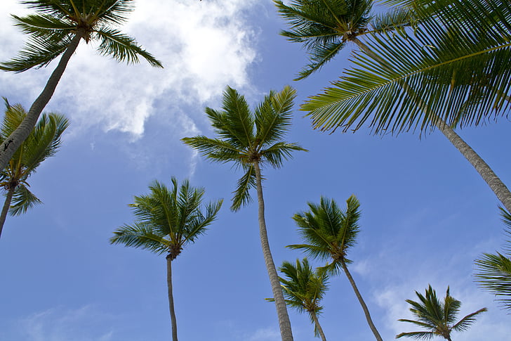 Пальмы, Карибский бассейн, пляж, небо, Голубой, пейзаж, Природа
