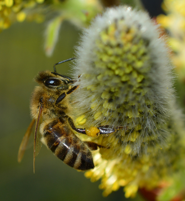 μέλισσα, μέλισσα μέλι, μακροεντολή, άνθος, άνθιση, έντομο, φυτό