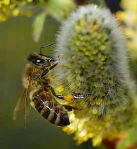 пчела, пчелен мед, макрос, Блосъм, Блум, насекоми, растителна